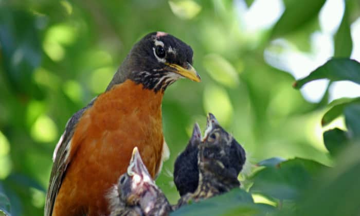 feed-baby-birds