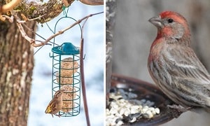 female-house-finch-vs-sparrow