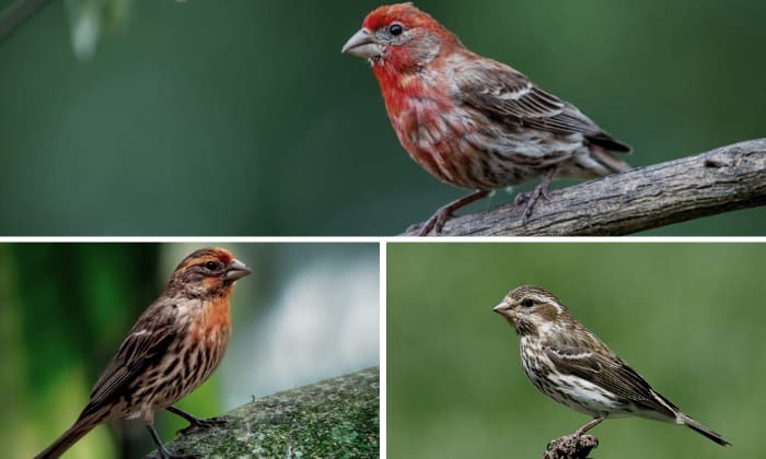 female-house-finch