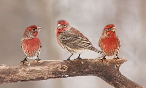 finch-small-brown-bird