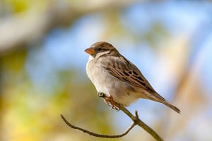 finch-small-grey-birds