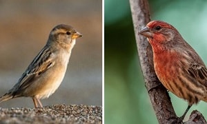 finch-vs-sparrow-beak