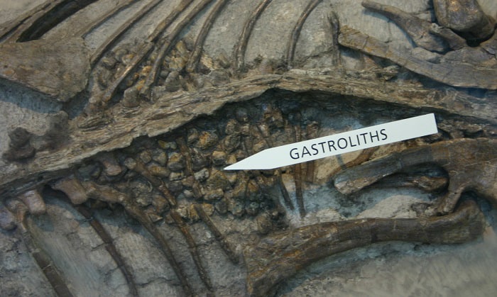 gastroliths
