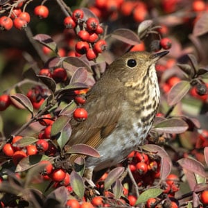 hermit-thrush-habitat