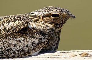 hibernating-bird-list