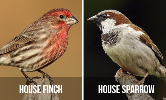 house finch vs house sparrow