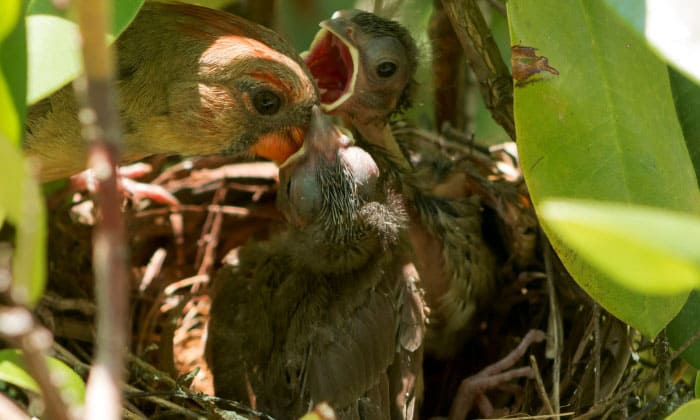 how-do-birds-feed-their-young