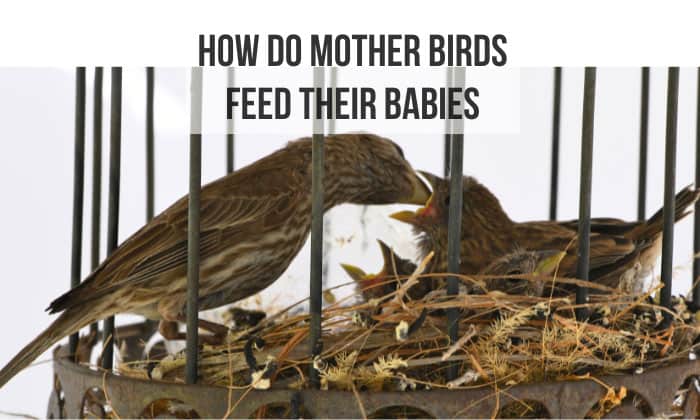 how do mother birds feed their babies