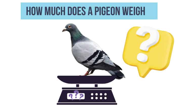 how much does a pigeon weigh
