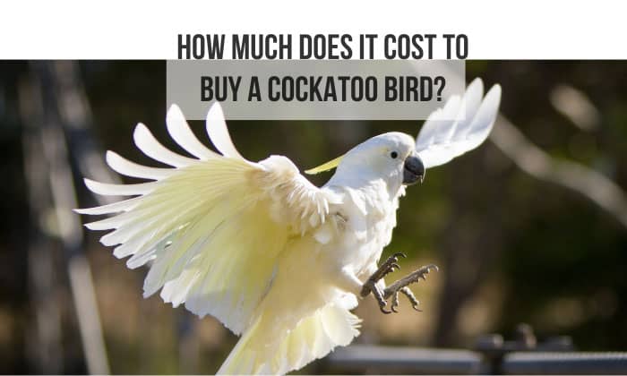 how much does it cost to buy a cockatoo bird