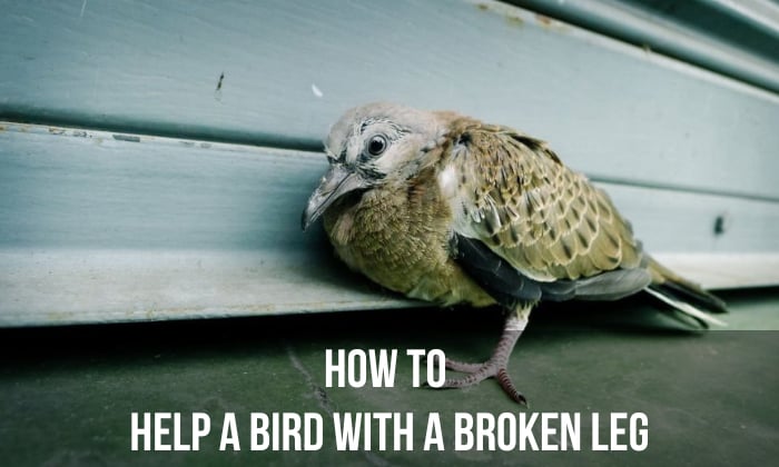 how to help a bird with a broken leg