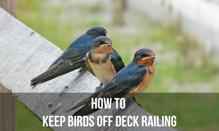 how to keep birds off deck railing