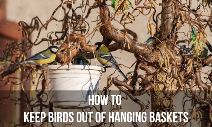 how to keep birds out of hanging baskets 