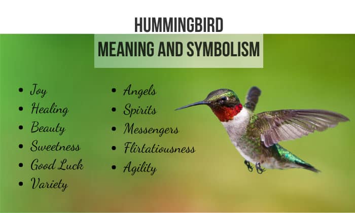 hummingbird meaning and symbolism