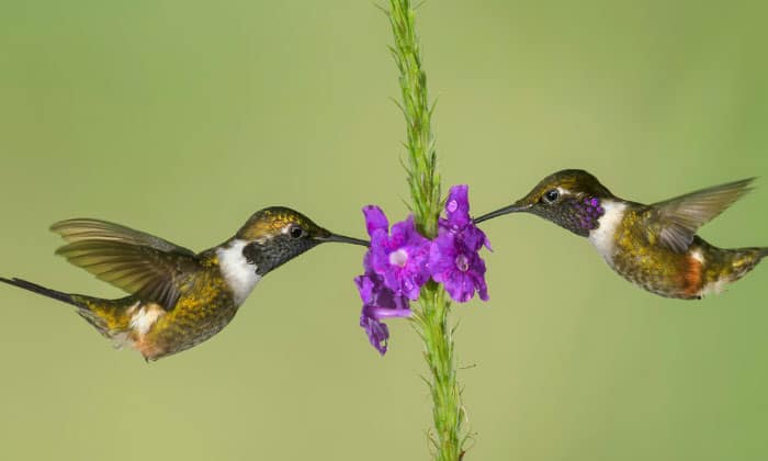 hummingbird-symbolism
