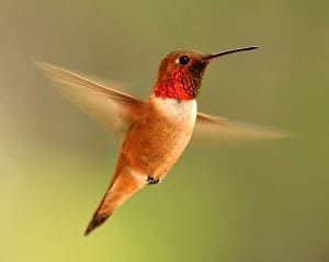 hummingbird-visits-you