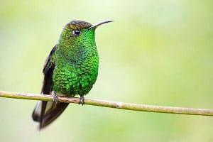 hummingbirds-good-luck