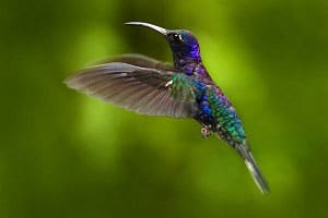 hummingbirds-represent
