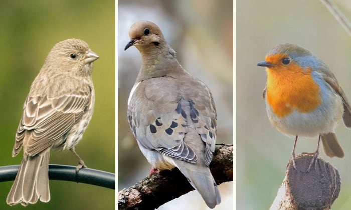 keep-birds-from-nesting-in-hanging-plants