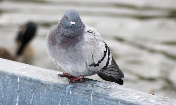 keep-birds-from-pooping-on-my-deck