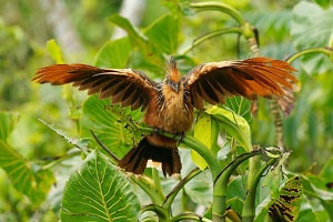 large-bird-that-looks-like-a-dinosaur