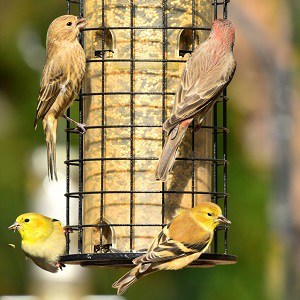 male-and-female-finches