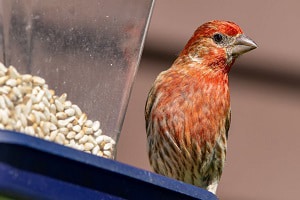 male-house-finch