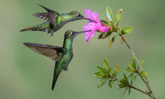 meaning-of-hummingbird