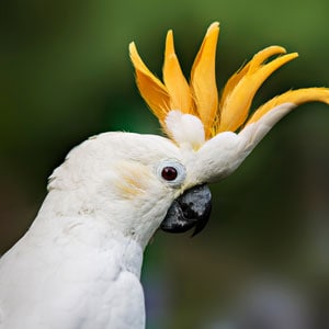 moluccan-cockatoo