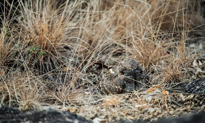 only-bird-to-hibernate