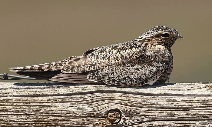 only-hibernating-bird