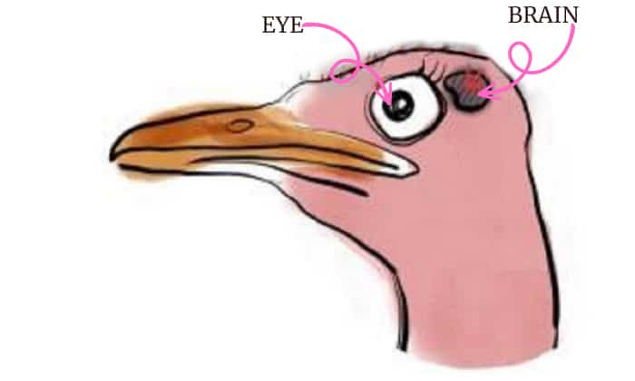 ostrich-brain-vs-eye