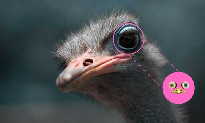 Which Bird Has a Brain Smaller Than Either of Its Eyeballs?