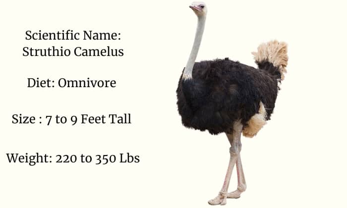 ostrich-information