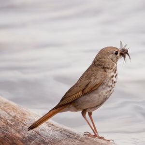pictures-of-vermont-birds