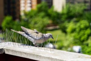 How to Keep Birds Off Deck Railing? - 5 Effective Methods