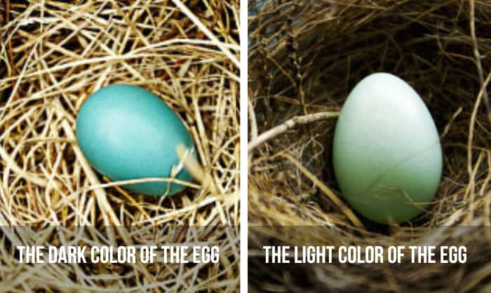 red-robin-bird-eggs