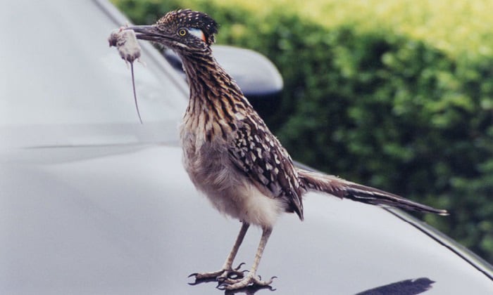 roadrunner-birds-eat