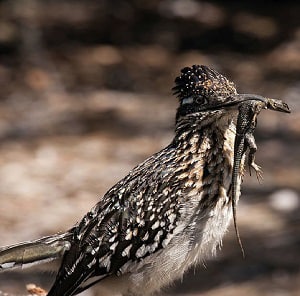 roadrunner-facts-and-information