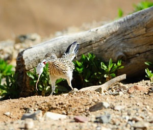 roadrunner-killing-rattlesnake