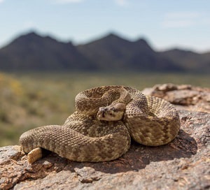 roadrunners-eat-snakes