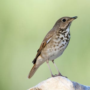 small-brown-bird-vermont