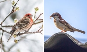 sparrow-with-redhead-and-chest