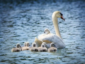 stork-carrying-baby-meaning