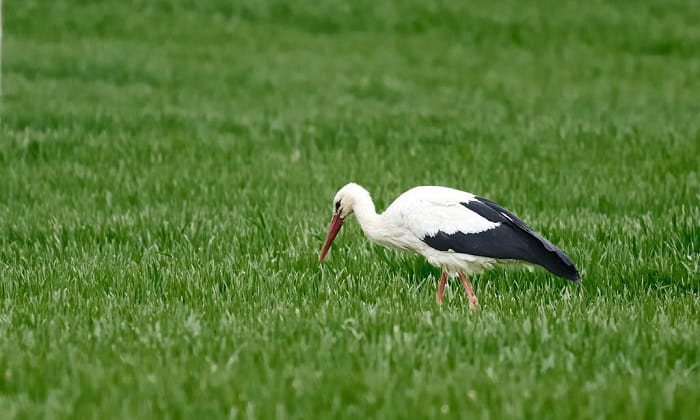 stork-delivering-baby-story