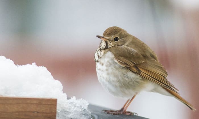 vermont-hermit-thrush