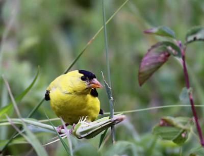 washington-goldfinch