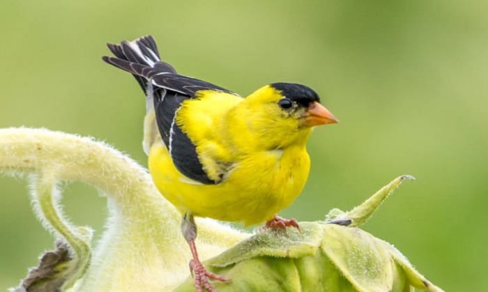 washington-state-bird