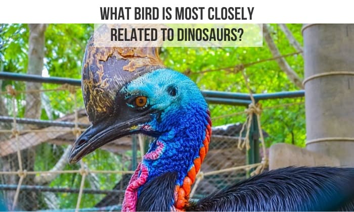 what bird is most closely related to dinosaurs