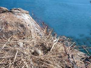 what-bird-lays-blue-eggs